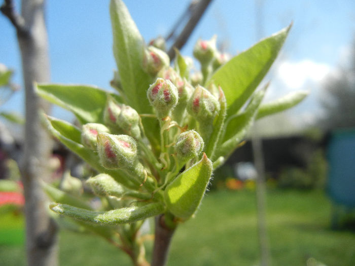 Pear Tree Blossom (2013, April 15) - Pear Tree_Par Napoca