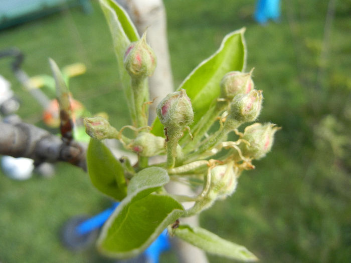 Pear Tree Blossom (2013, April 15) Pear Tree Blossom (2013, April 15)