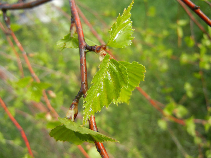 Betula pendula Youngii (2013, Apr.15)