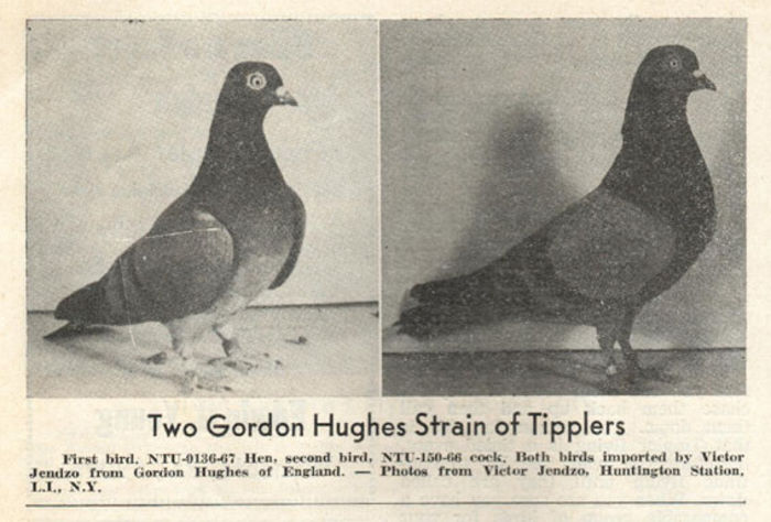 Gordon Hughes pair - Tippler