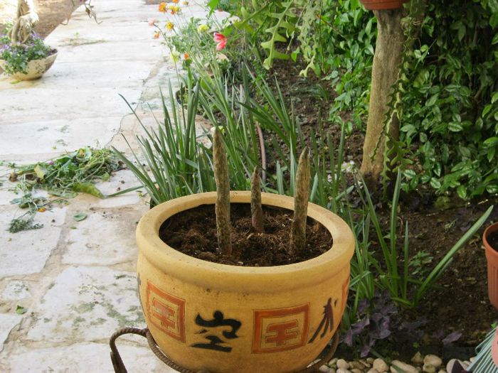 amorphophalus konjac - gradina-aprilie 2013