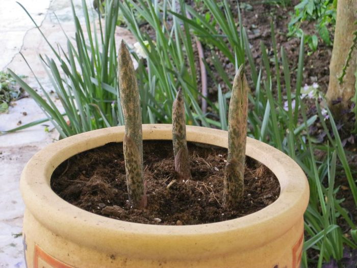 amorphophalus konjac - gradina-aprilie 2013