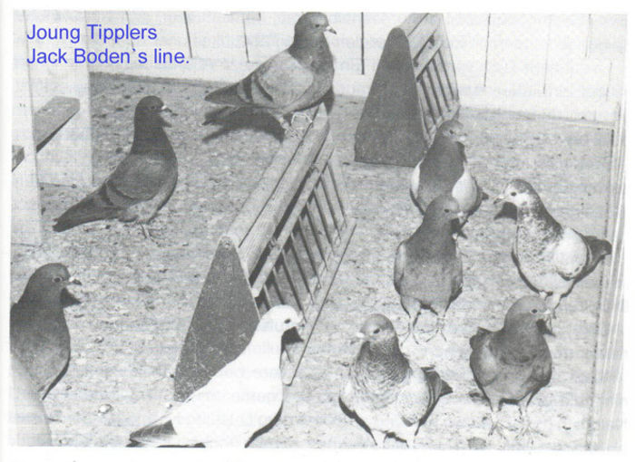 Joung Boden Tippler