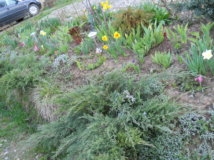 DSCN3884 - Primavara 2013