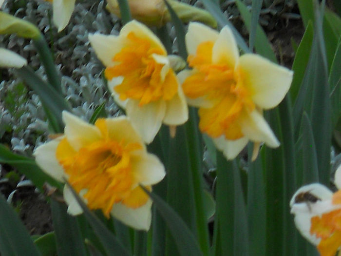 DSCN3894