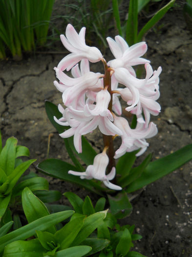 DSCN3904