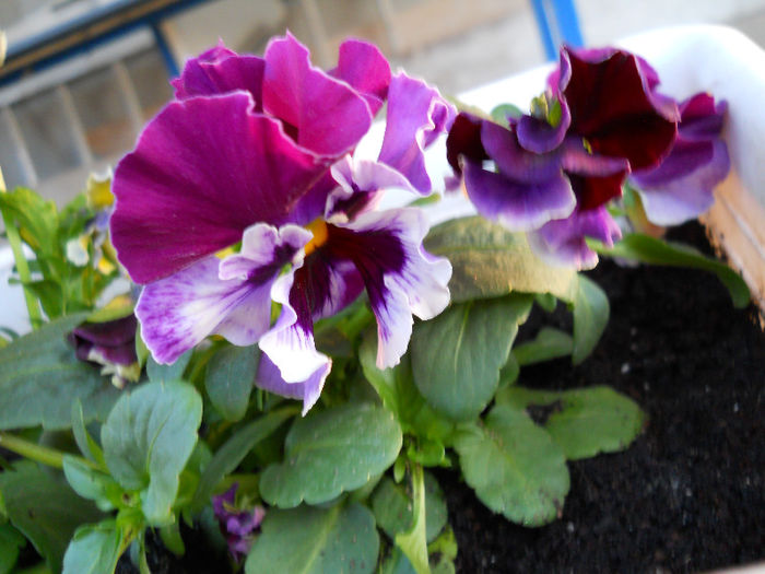DSCN3917