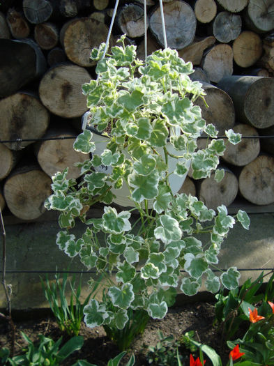 muscata curgatoare variegata