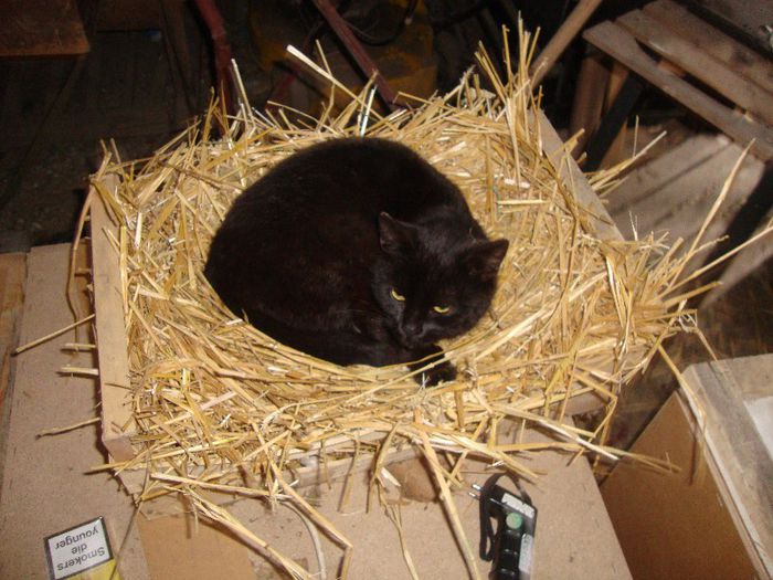 vrea sa fie mama :)))