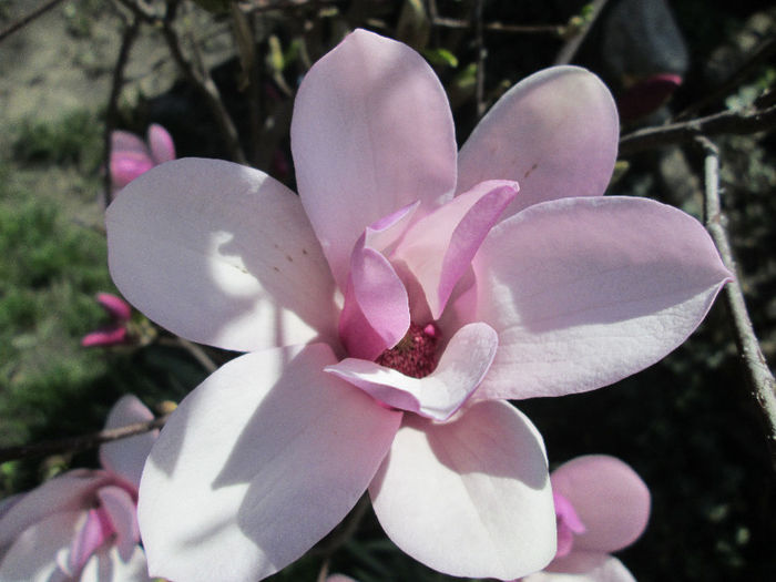 IMG_1320 - MAGNOLIA