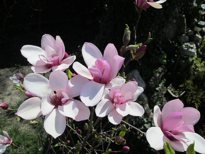 IMG_1323 - MAGNOLIA