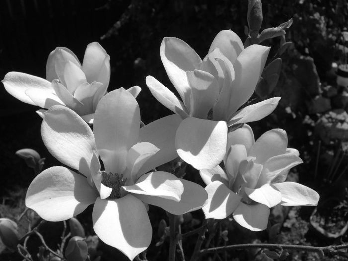 IMG_1363 - MAGNOLIA