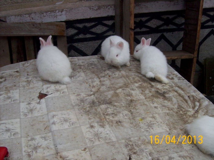 POZE IEPURI APRILIE 2013 036