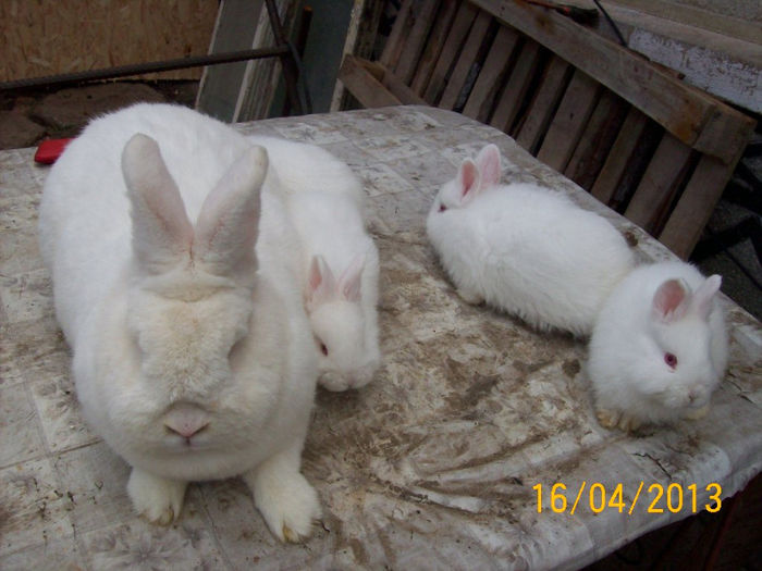 POZE IEPURI APRILIE 2013 039