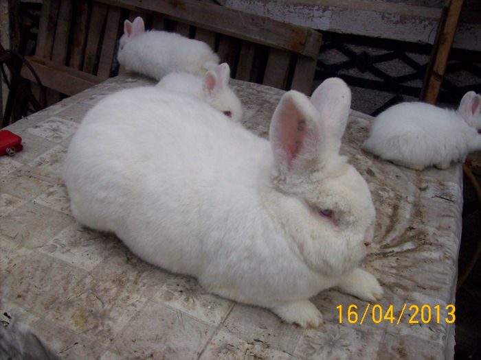 POZE IEPURI APRILIE 2013 040