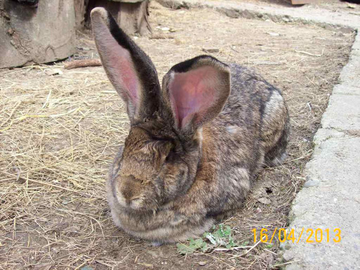 POZE IEPURI APRILIE 2013 044