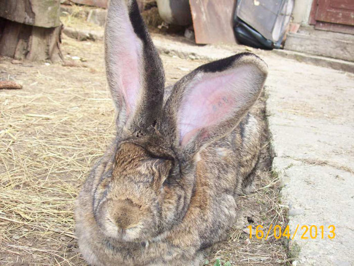 POZE IEPURI APRILIE 2013 045