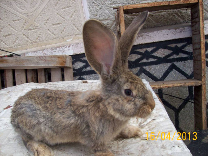 POZE IEPURI APRILIE 2013 047