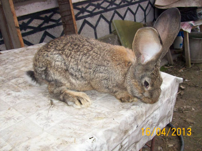 POZE IEPURI APRILIE 2013 053