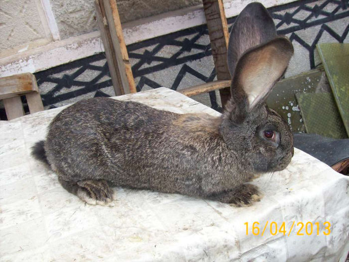 POZE IEPURI APRILIE 2013 054