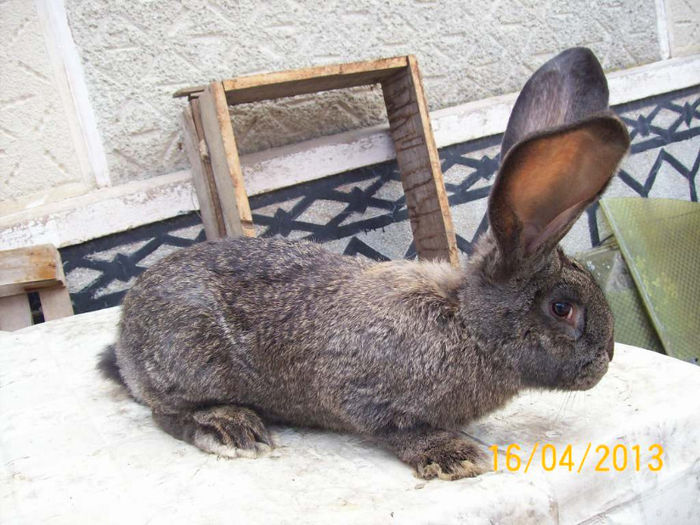 POZE IEPURI APRILIE 2013 055