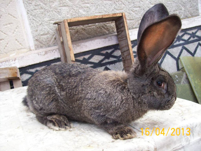 POZE IEPURI APRILIE 2013 056