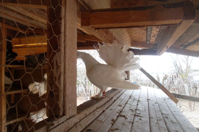 pui - Porumbei Voltati prahova