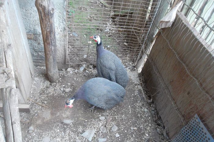 SAM_9012 - Gainusi pitici si bibilici