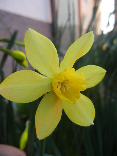 Narcissus Pipit (2013, April 14)