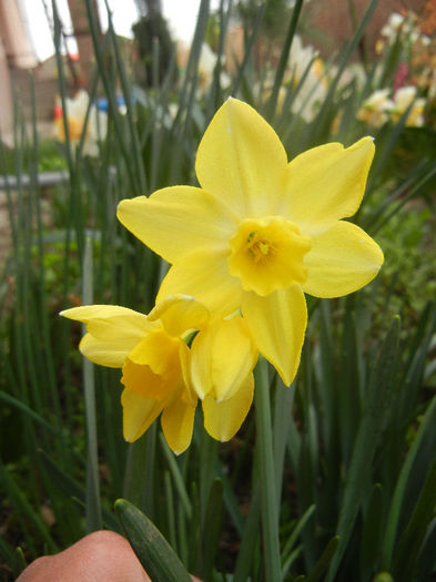 Narcissus Pipit (2013, April 16) - Narcissus Pipit