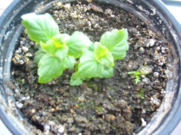 au inceput sa rasara achimnesii