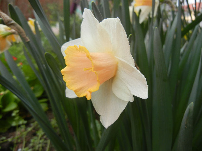 Narcissus Salome (2013, April 16) - Narcissus Salome