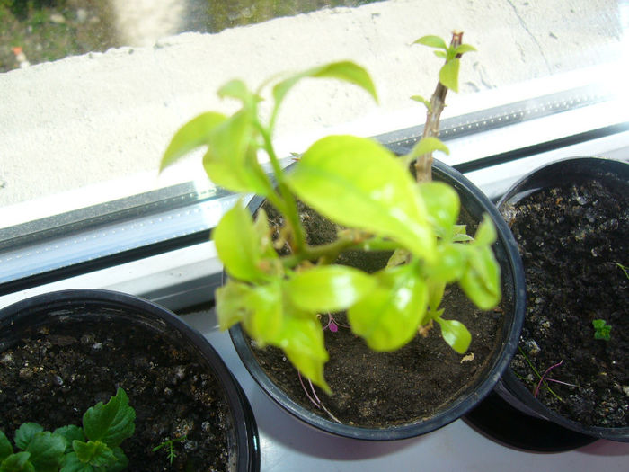 bouga mov de la ninutza