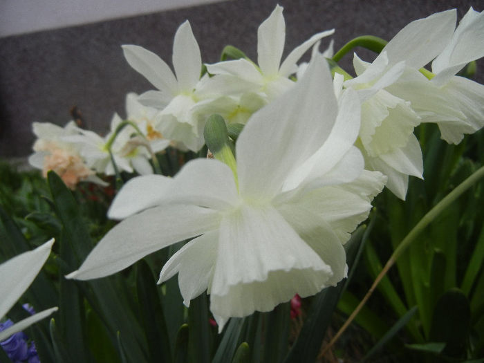Narcissus Thalia (2013, April 16)