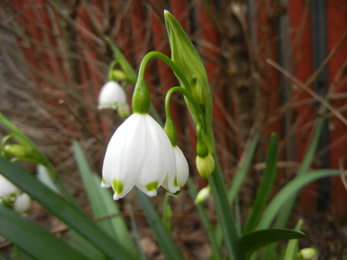 Leucojum aestivum (2013, April 16) - GHIOCEI_Leucojum aestivum