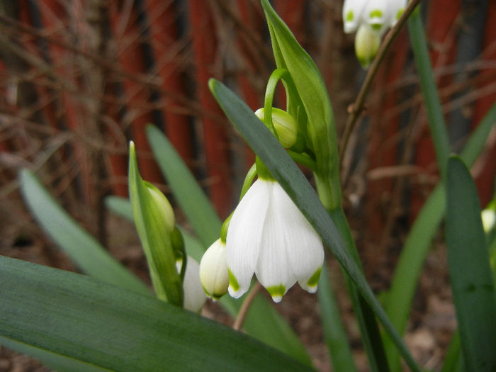 Leucojum aestivum (2013, April 16)