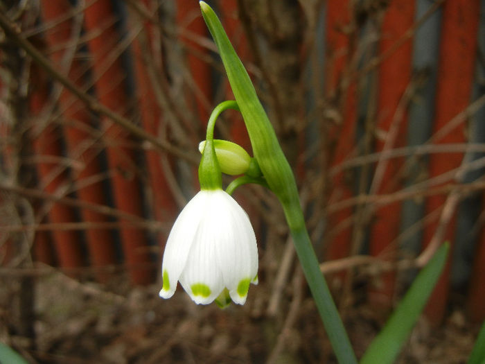 Leucojum aestivum (2013, April 16)