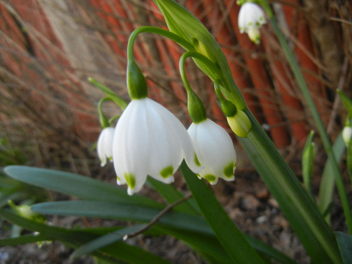 Leucojum aestivum (2013, April 16)