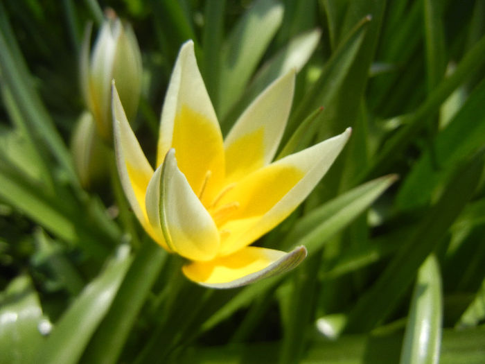Tulipa Tarda (2013, April 16)