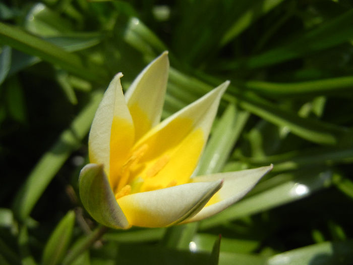 Tulipa Tarda (2013, April 16)