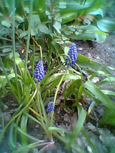 Fotogr.0389 - Muscari albastrii