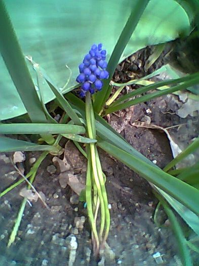 Fotogr.0391 - Muscari albastrii