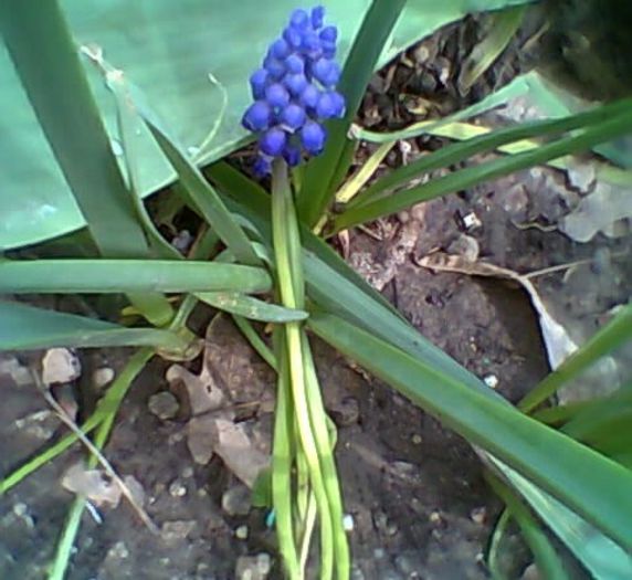 fotogr.0391_003 - Muscari albastrii