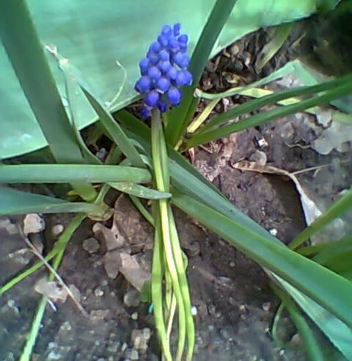 fotogr.0391_004 - Muscari albastrii