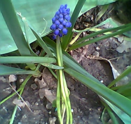 fotogr.0391_005 - Muscari albastrii