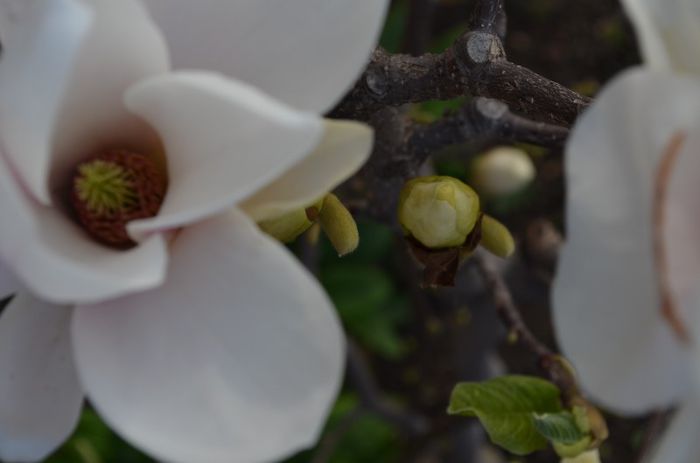 DSC_0552 - 1Magnolia soulangiana 2013