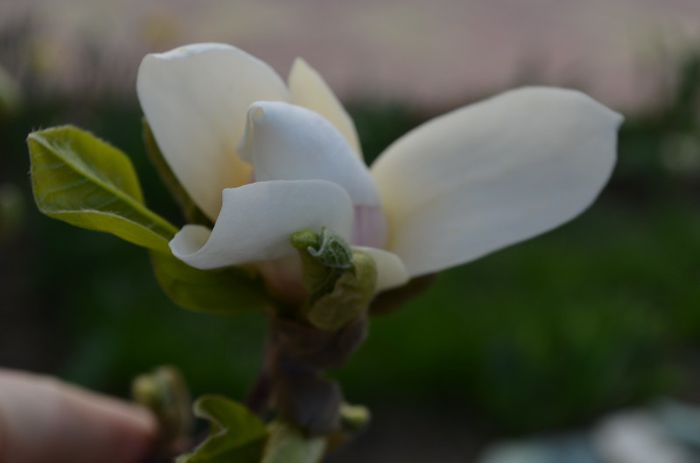 DSC_0553 - 1Magnolia soulangiana 2013