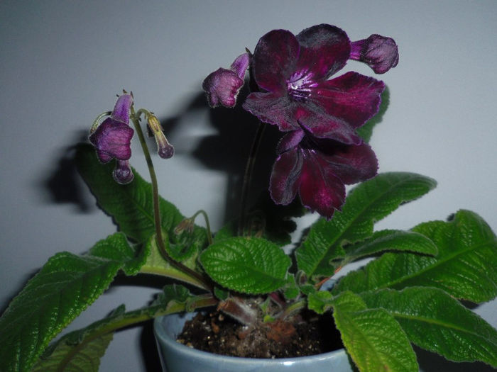 16 apr. 2013 - Streptocarpus Morion