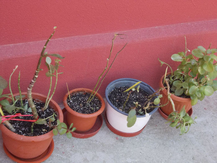 DSCN8046_3517 - Florile mele