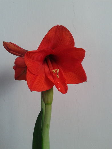 [3]  2013-04-16 18.43.57 - Hippeastrum 2013